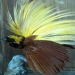 image of bird