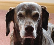 image of animal