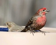 image of house_finch