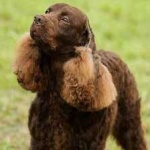 image of animal