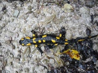 image of european_fire_salamander