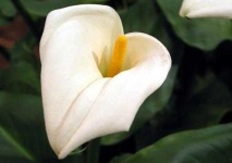 image of flower