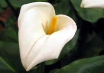 image of giant_white_arum_lily #38