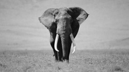 image of animal