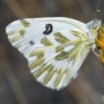 image of animal