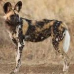 image of african_wild_dog #3