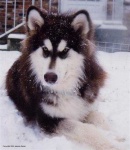 image of siberian_husky