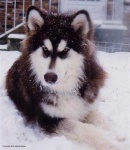 image of siberian_husky #20