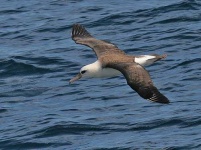 image of albatross