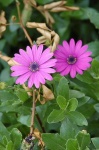 image of flower