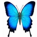 image of animal