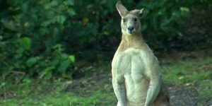 image of animal