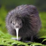 image of bird