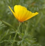 image of flower
