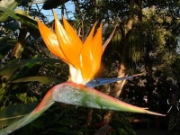 image of bird_of_paradise_flower #38