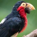 image of bearded_barbet #28