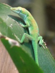image of animal