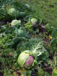 image of damage_to_cabbage_leaves