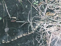 image of water_snake