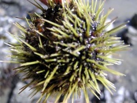 image of sea_urchin #7