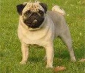 image of pug