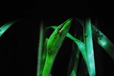 image of vine_snake #30