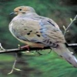 image of bird