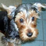 image of animal