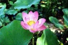 image of lotus