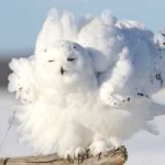 image of bird