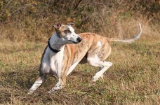 image of whippet #13