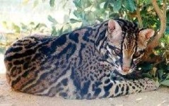 image of animal