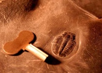 image of trilobite