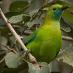 image of bird