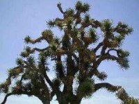 image of joshua_tree
