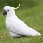 image of bird