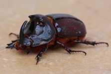 image of rhinoceros_beetle #33