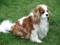 image of blenheim_spaniel