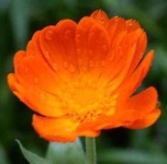 image of flower