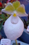 image of flower