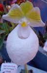 image of hard_leaved_pocket_orchid #10