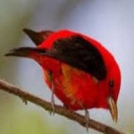 image of bird