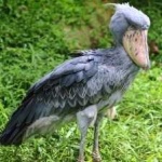image of bird