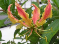 image of flower