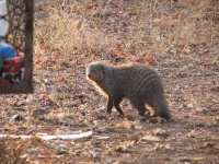 image of mongoose