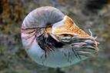 image of chambered_nautilus