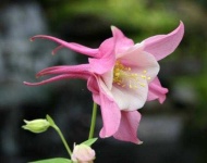 image of flower