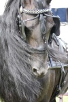 image of animal