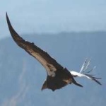 image of bird