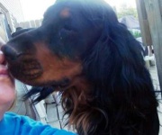 image of gordon_setter #25